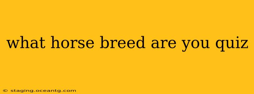 what horse breed are you quiz