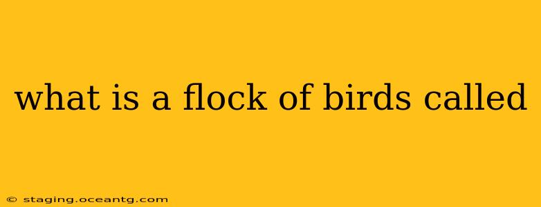 what is a flock of birds called