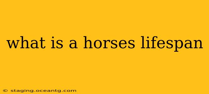 what is a horses lifespan