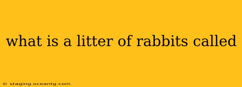 what is a litter of rabbits called