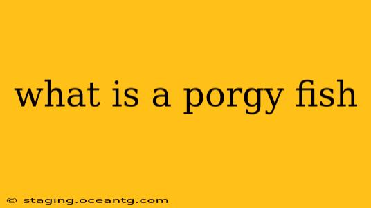 what is a porgy fish