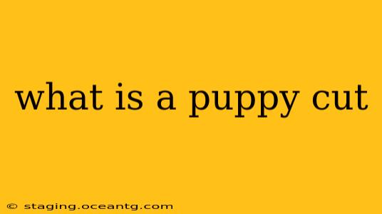 what is a puppy cut
