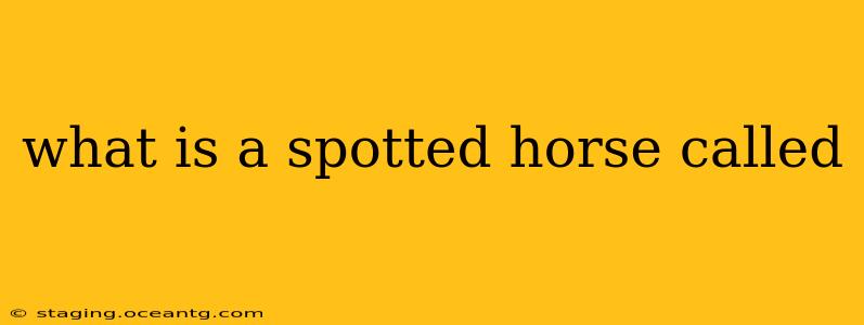 what is a spotted horse called