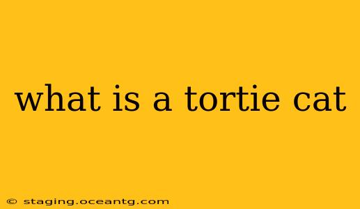 what is a tortie cat