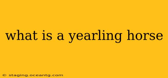 what is a yearling horse
