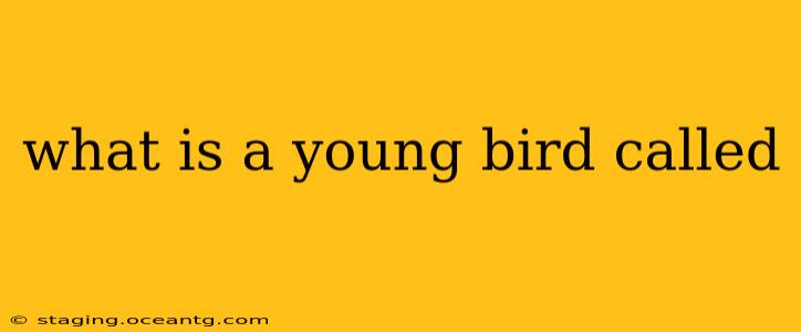 what is a young bird called