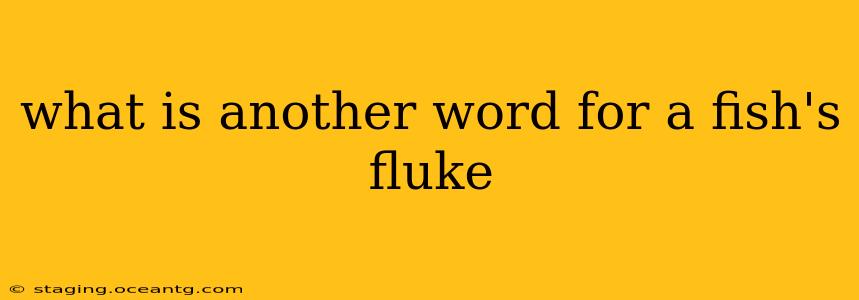 what is another word for a fish's fluke