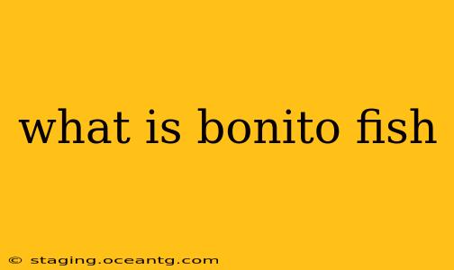 what is bonito fish