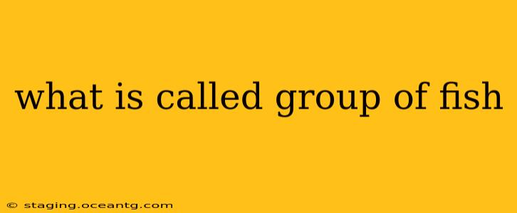 what is called group of fish