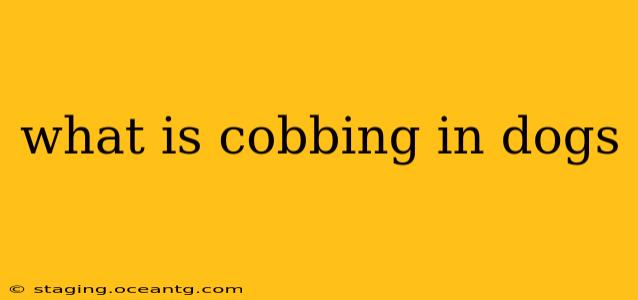 what is cobbing in dogs