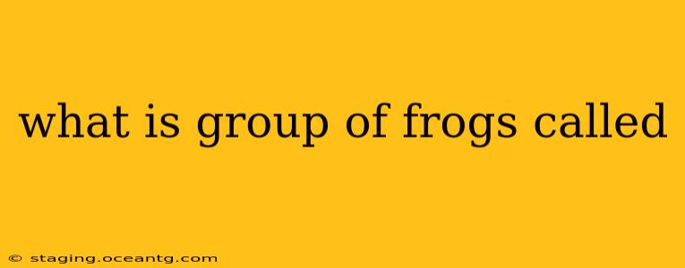 what is group of frogs called