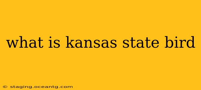 what is kansas state bird