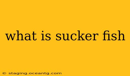 what is sucker fish
