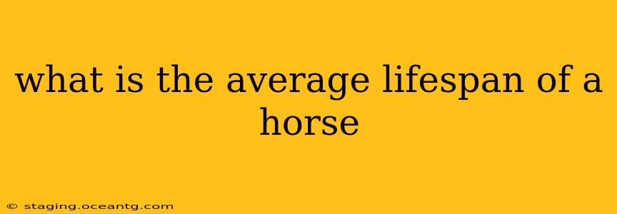 what is the average lifespan of a horse