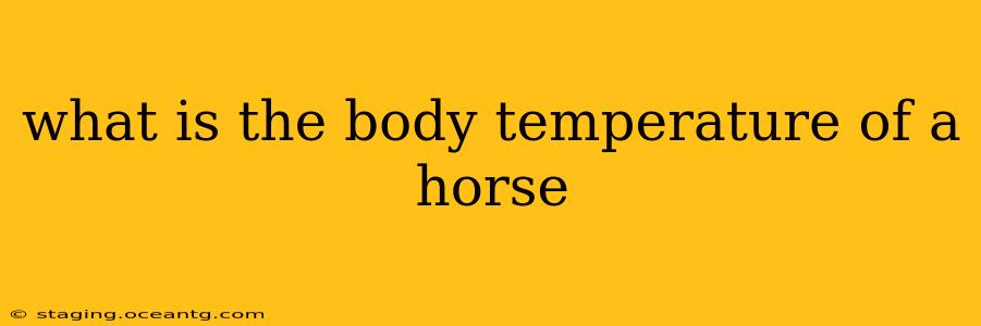 what is the body temperature of a horse