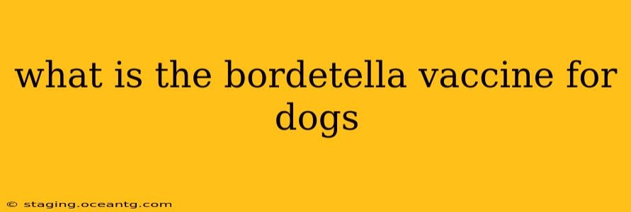 what is the bordetella vaccine for dogs