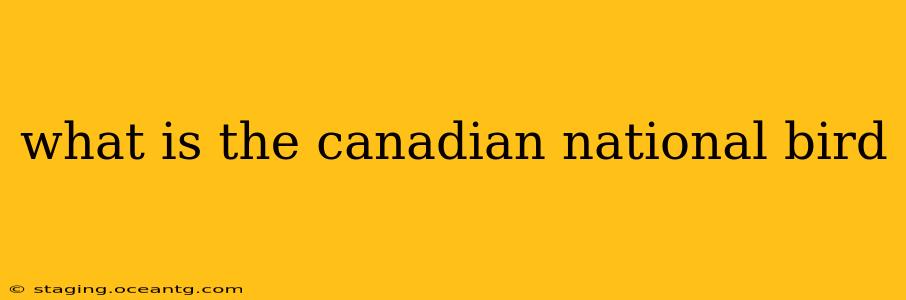 what is the canadian national bird