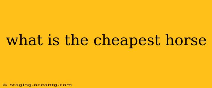 what is the cheapest horse