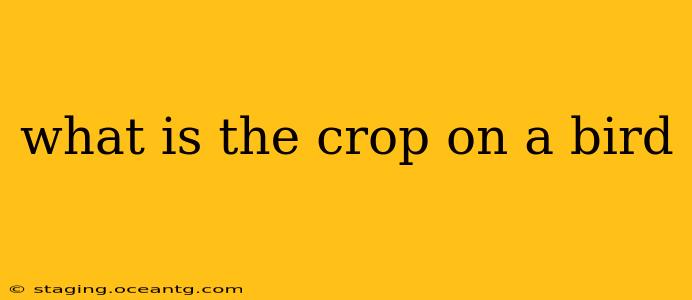 what is the crop on a bird