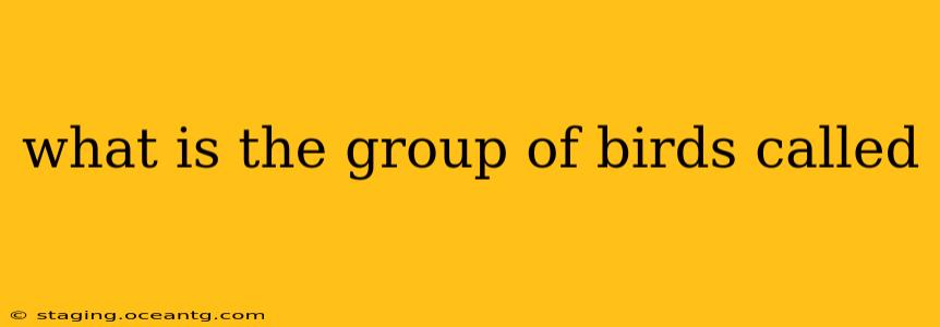 what is the group of birds called