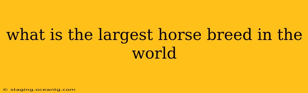 what is the largest horse breed in the world