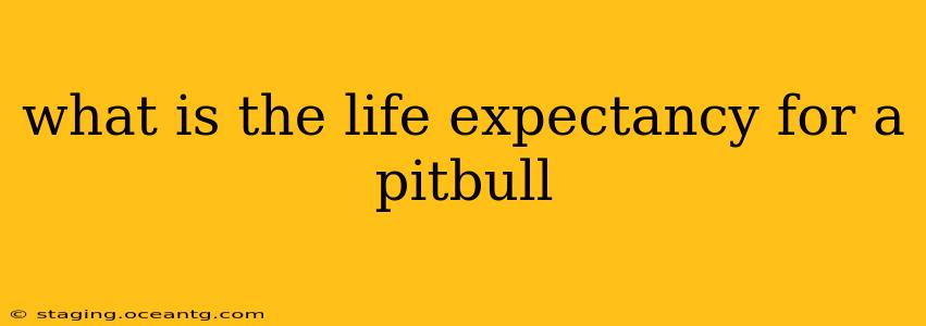 what is the life expectancy for a pitbull