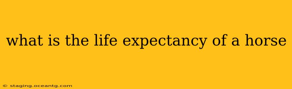 what is the life expectancy of a horse