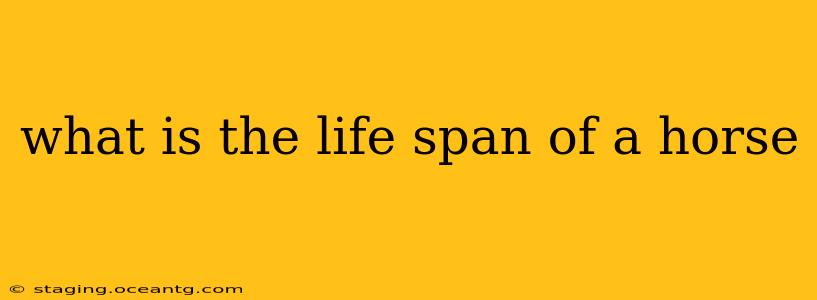what is the life span of a horse