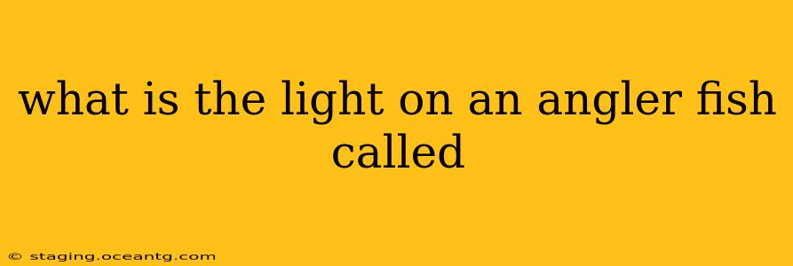 what is the light on an angler fish called