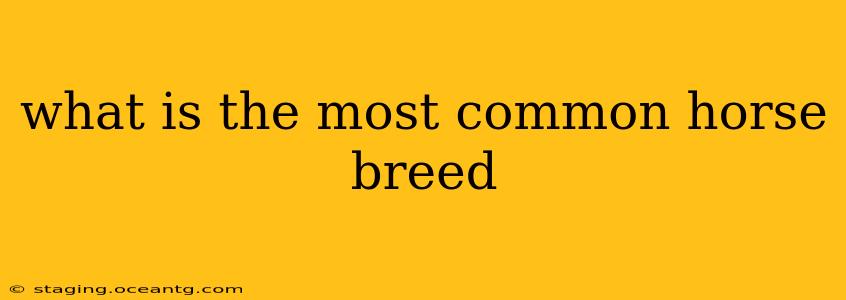 what is the most common horse breed