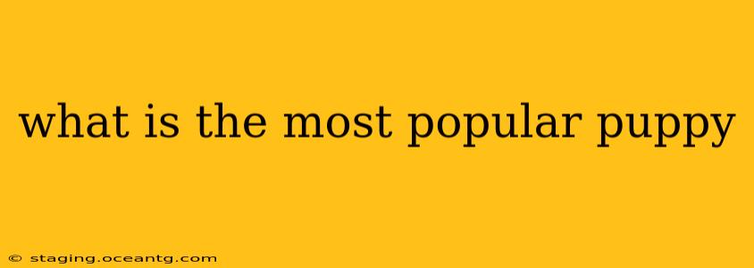 what is the most popular puppy