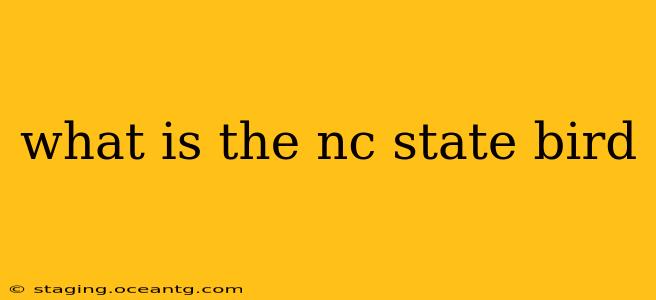 what is the nc state bird