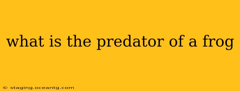 what is the predator of a frog