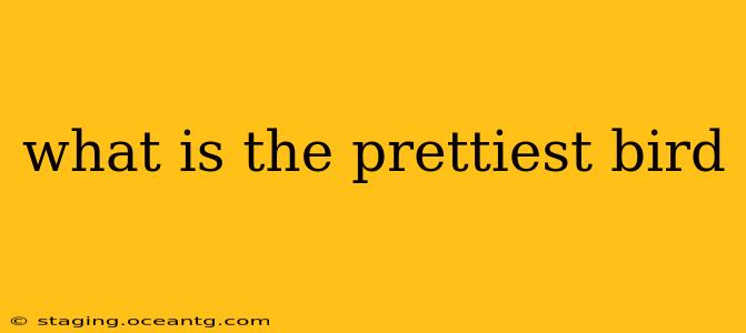 what is the prettiest bird