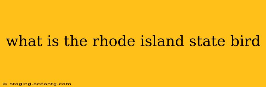 what is the rhode island state bird