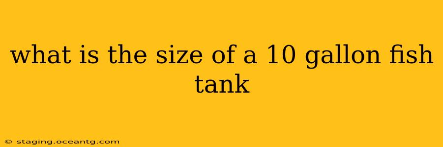 what is the size of a 10 gallon fish tank