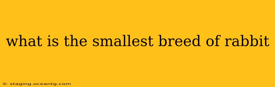what is the smallest breed of rabbit