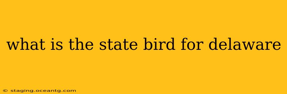 what is the state bird for delaware