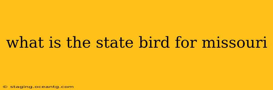 what is the state bird for missouri