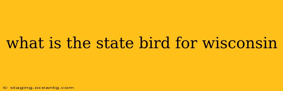 what is the state bird for wisconsin