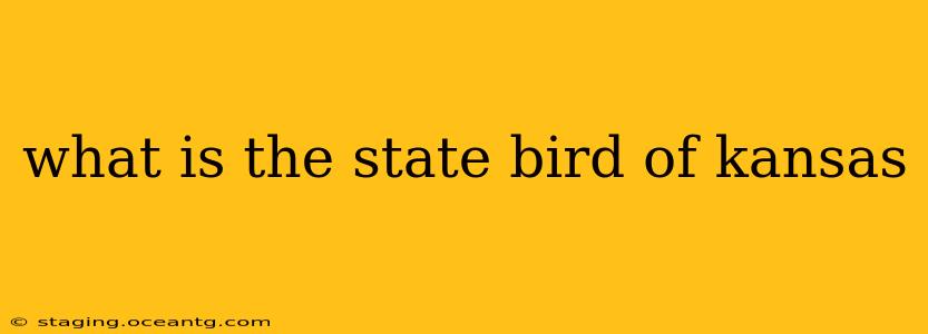 what is the state bird of kansas