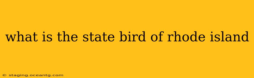 what is the state bird of rhode island