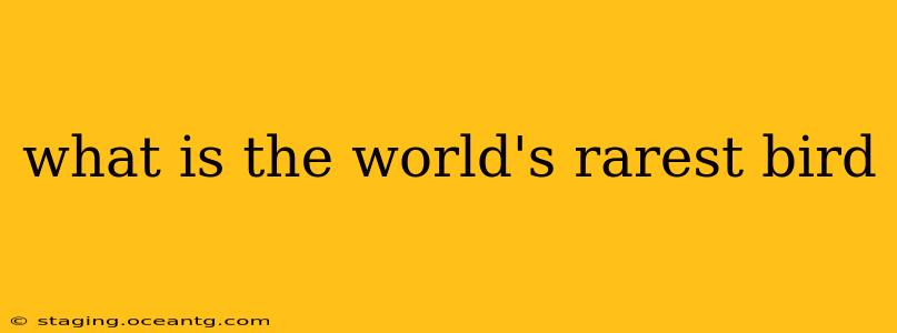 what is the world's rarest bird