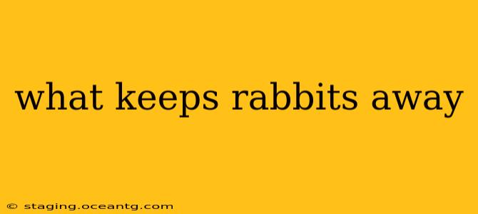 what keeps rabbits away