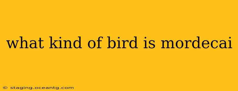 what kind of bird is mordecai