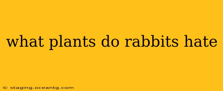 what plants do rabbits hate