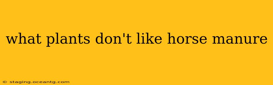 what plants don't like horse manure