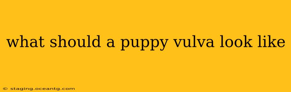 what should a puppy vulva look like