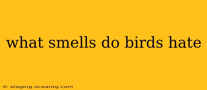 what smells do birds hate