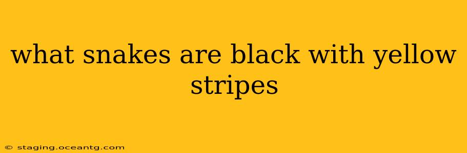 what snakes are black with yellow stripes